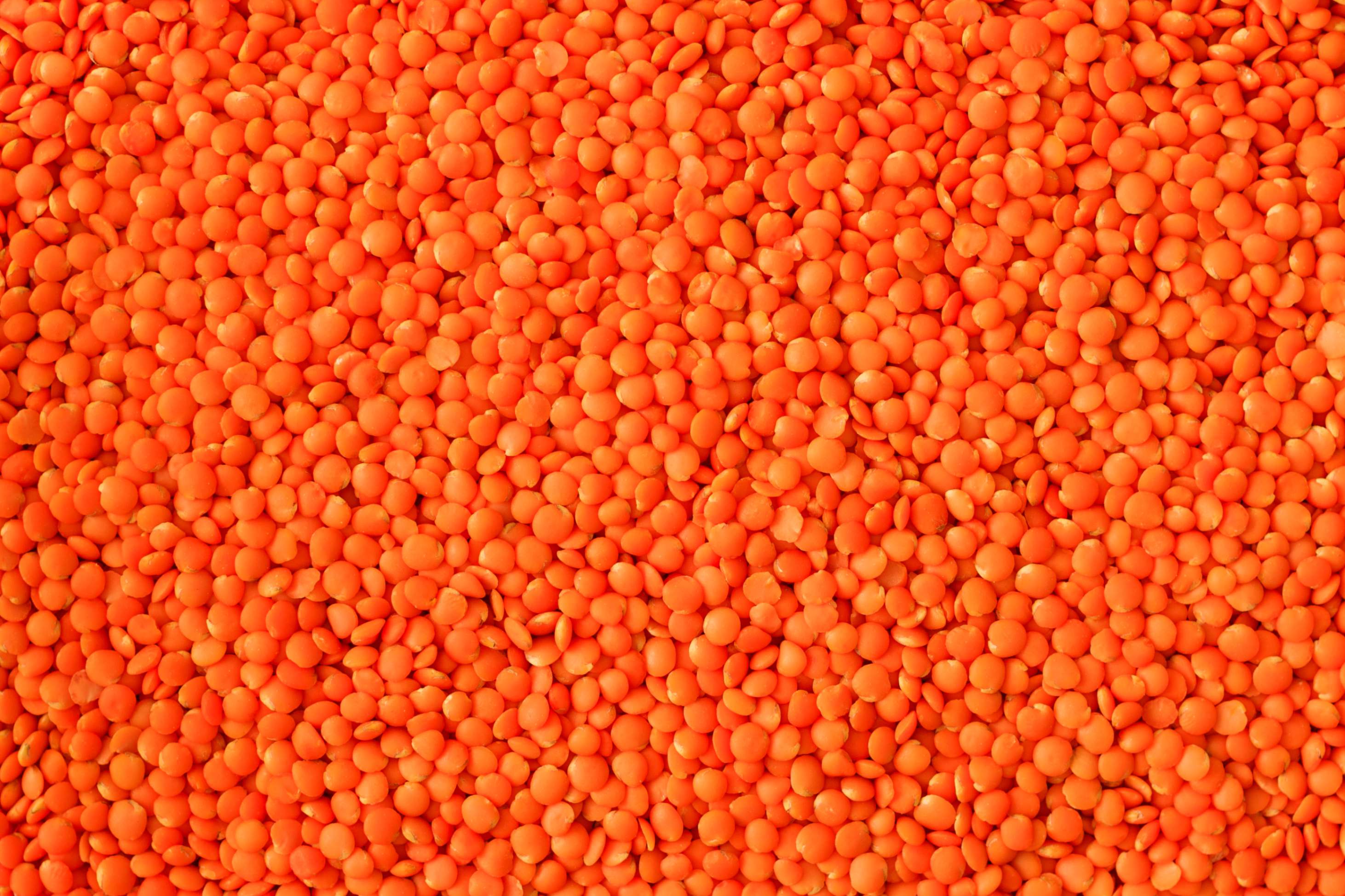 Red Lentil